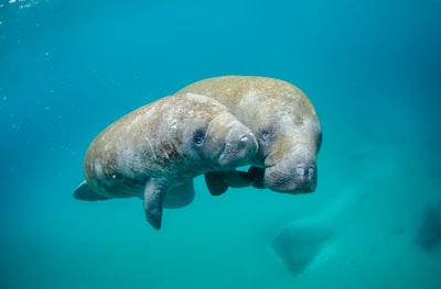 两只灰海豹在水下